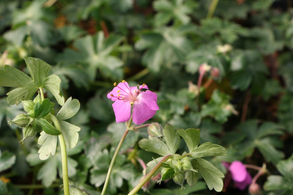 [GERCBE] GERANIUM CANTABRIGIENSE 'BERGGARTEN'