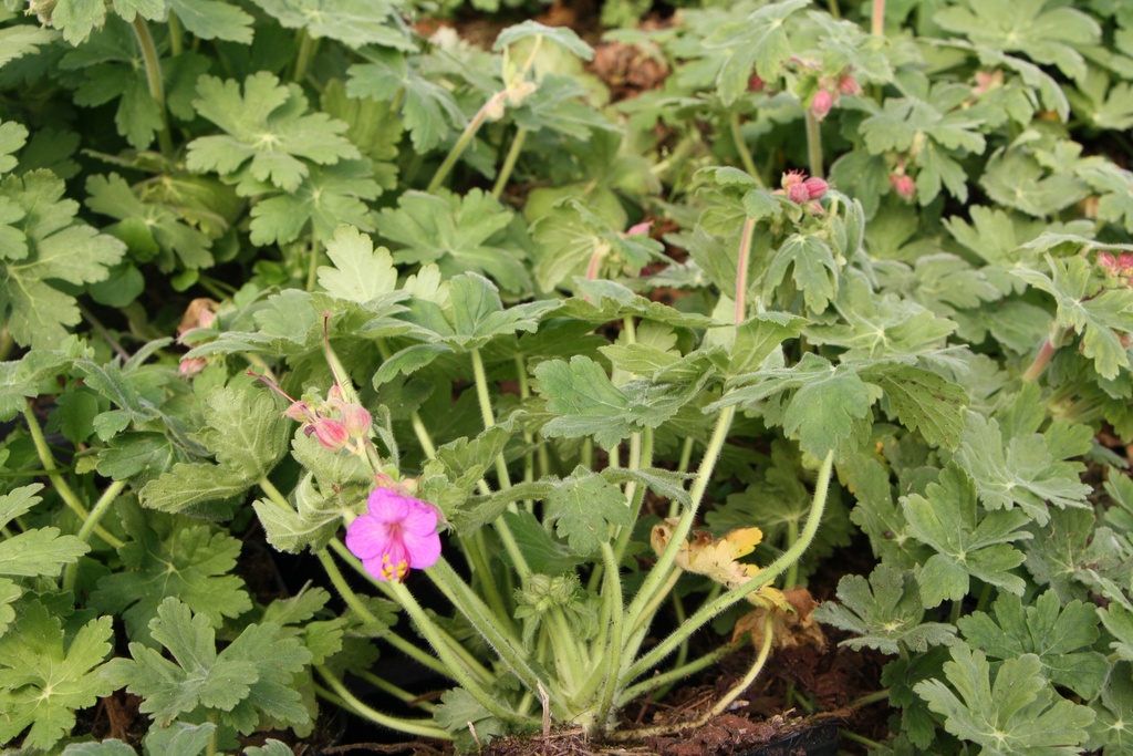 GERANIUM MACRORRHIZUM 'BEVAN'S VARIETY'