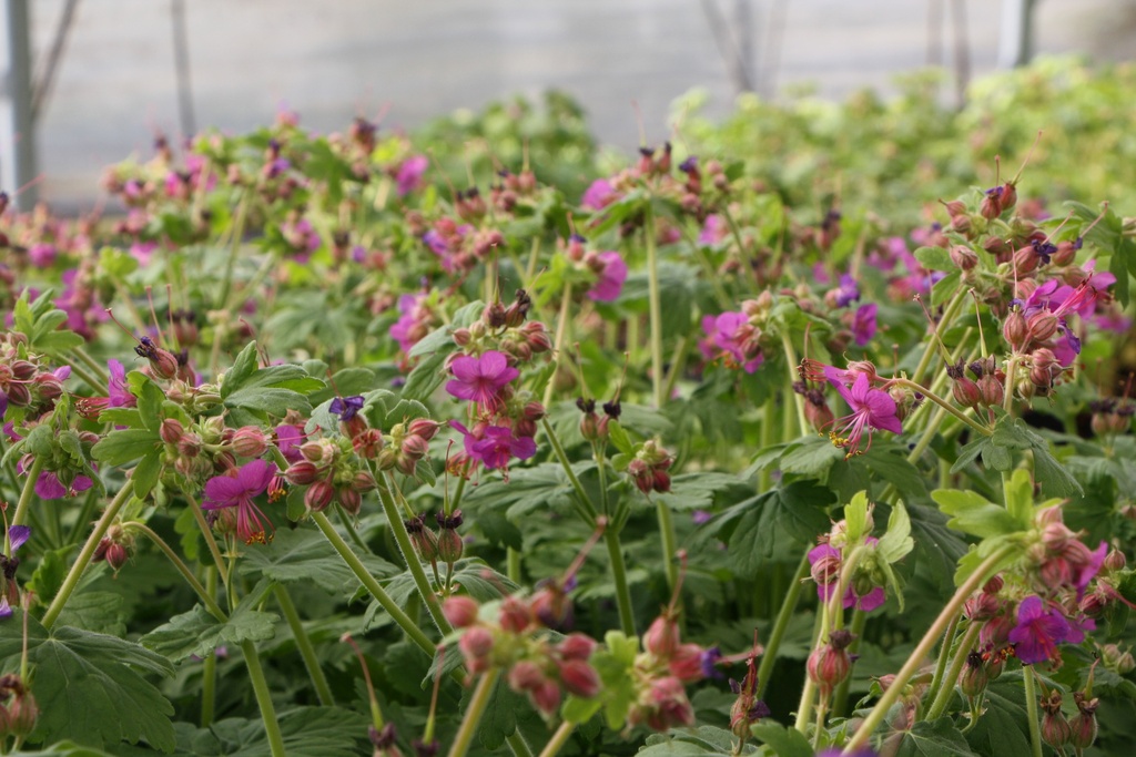 [GERMCZ] GERANIUM MACRORRHIZUM 'CZAKOR'