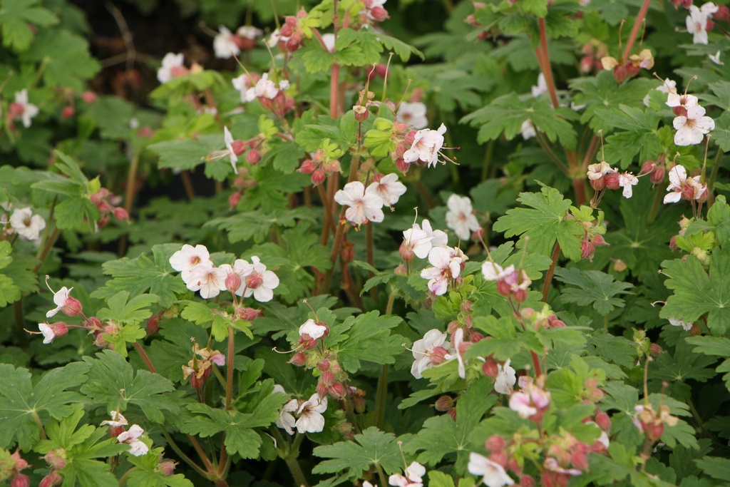 [GERMGWHIT] GERANIUM MACRORRHIZUM 'GERANIMO WHITE' PBR
