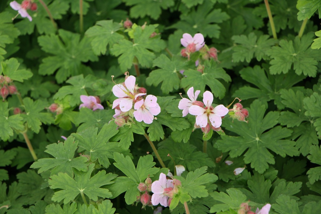 [GERMIV] GERANIUM MACRORRHIZUM 'INGWERSEN'S VARIETY'