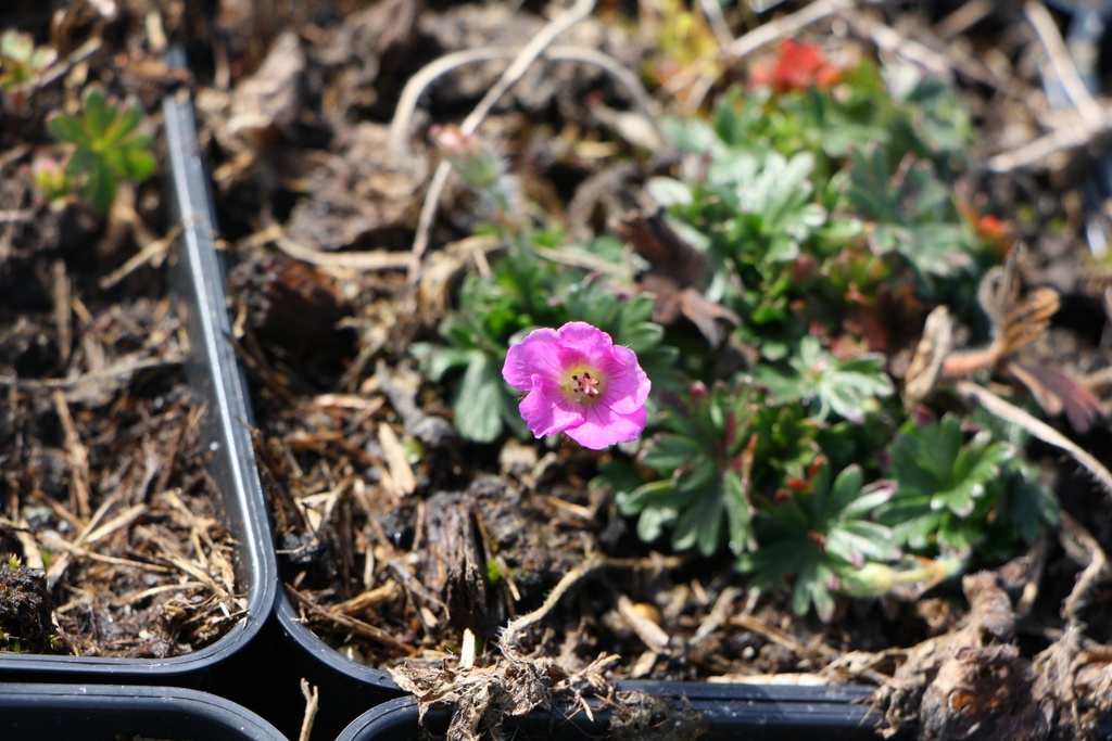 [GERSVVIOL] GERANIUM SANGUINEUM 'VISION VIOLET'