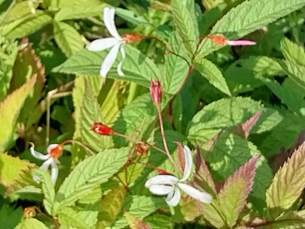 GILLENIA TRIFOLIATA