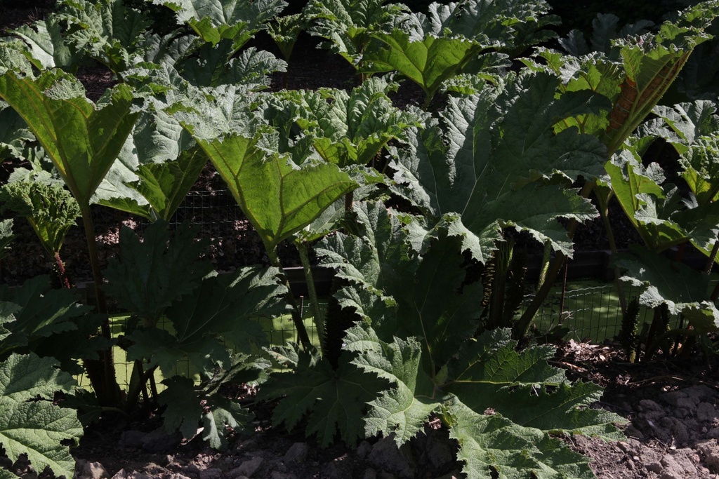 [GUNMAN12] GUNNERA 'MANICATA' (Pot 13 cm)
