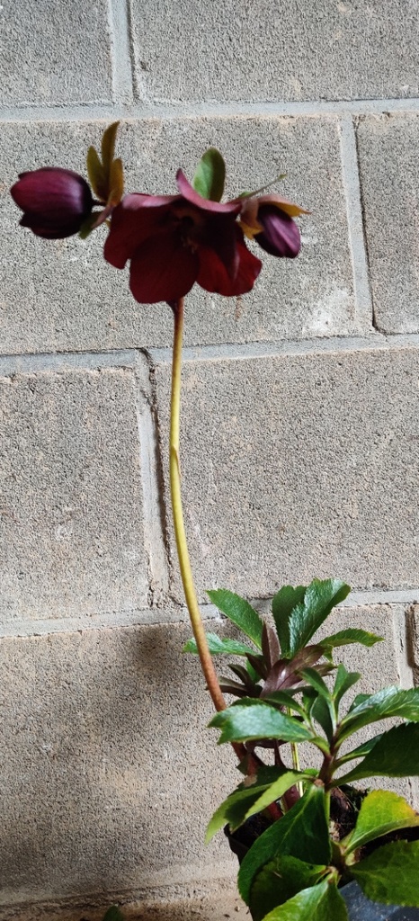 HELLEBORUS ORIENTALIS 'RED LADY'