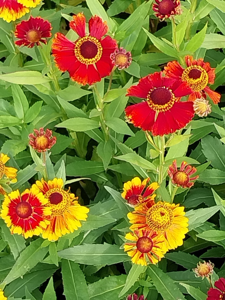 HELENIUM AUTUMNALE 'HELENA RED SHADES'