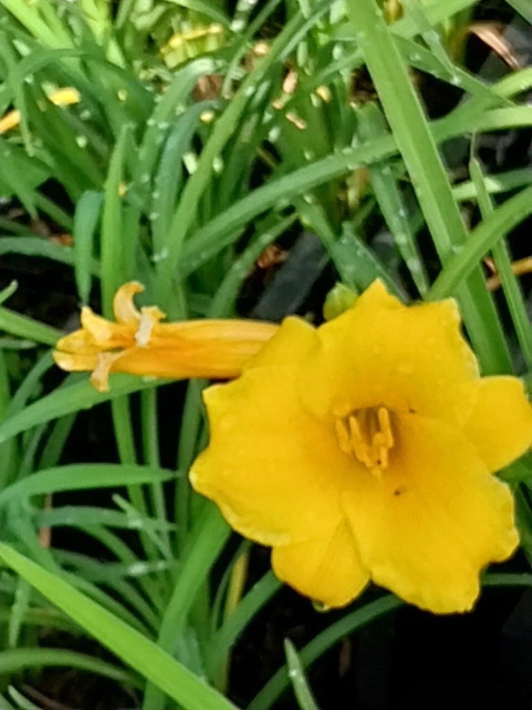[HEMHSO09] HEMEROCALLIS HYBRIDE 'STELLA DE ORO'