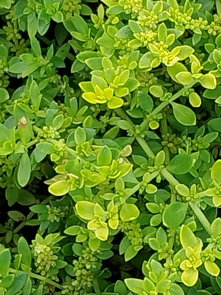 HERNIARIA GLABRA