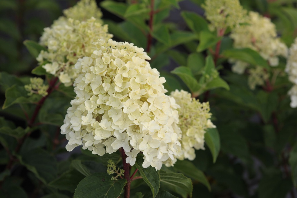 [HEUHSD] HEUCHERA HYBRIDE 'SILVER DOLLAR'