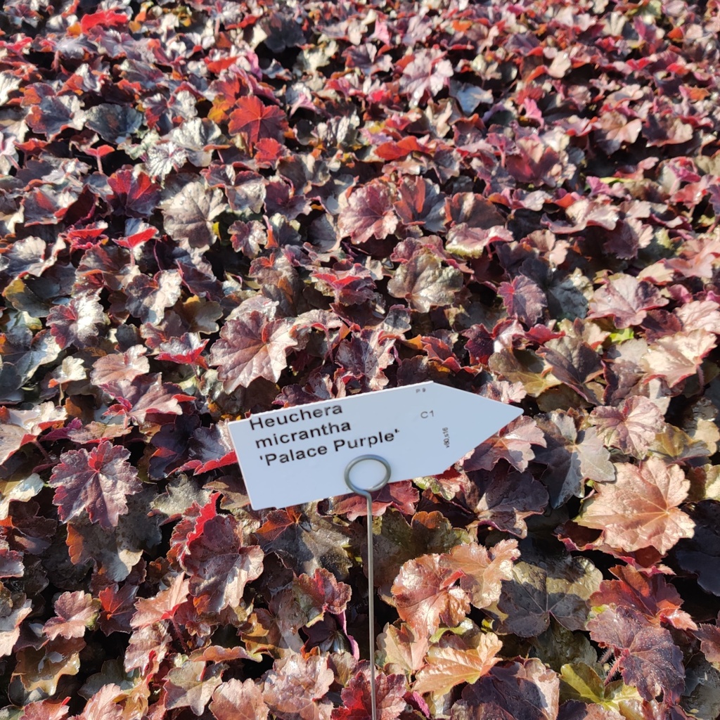 HEUCHERA MICRANTHA 'PALACE PURPLE'