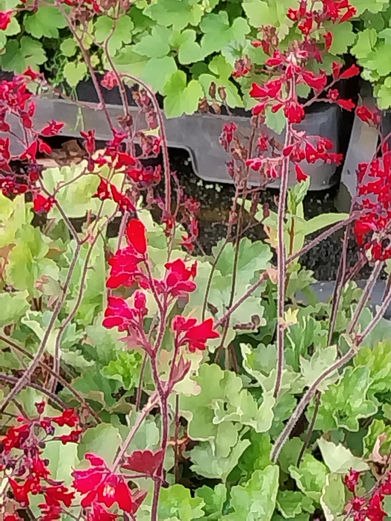 HEUCHERA SANGUINEA 'RUBY BELLS'