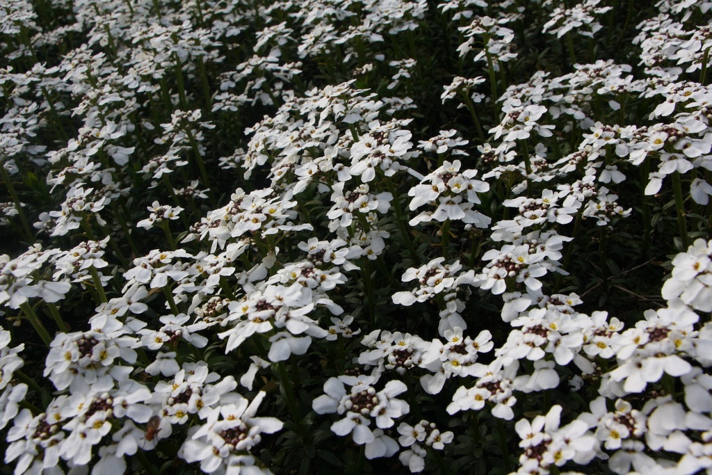 [IBESSN] IBERIS SEMPERVIRENS 'SCHNEEFLOCKE' (SNOWFLAKE)