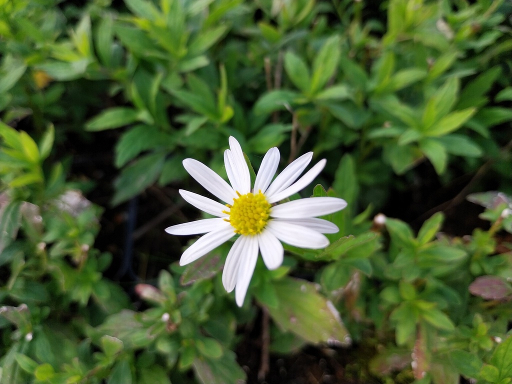 KALIMERIS INCISA 'ALBA'