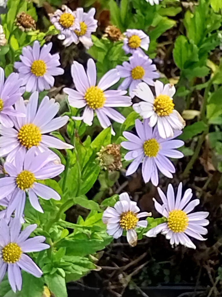 KALIMERIS INCISA 'BLUE STAR'