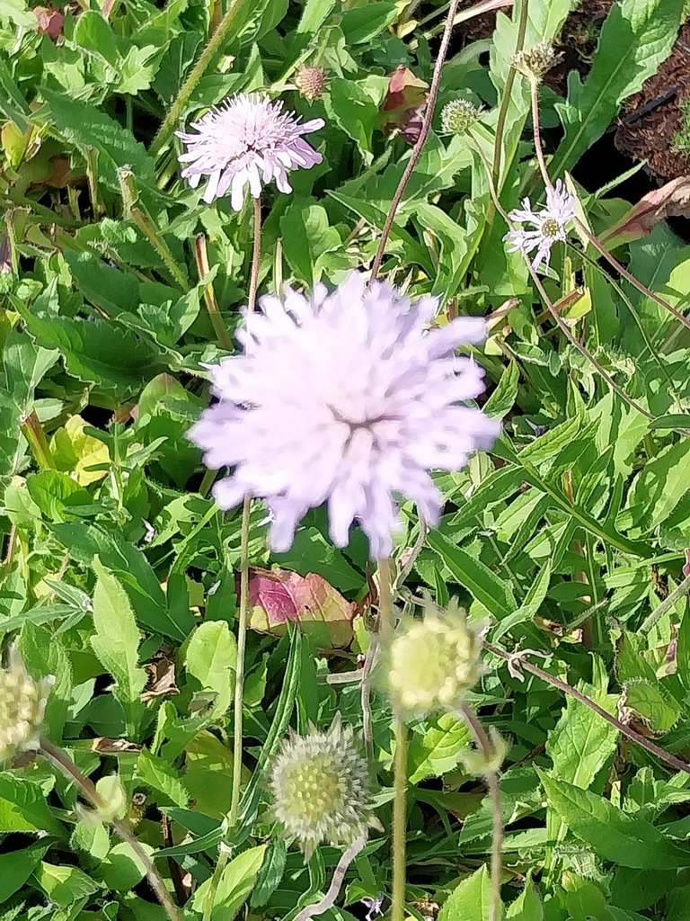 [KNAARV] KNAUTIA ARVENSIS