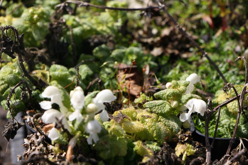 LAMIUM MACULATUM 'ALBUM'