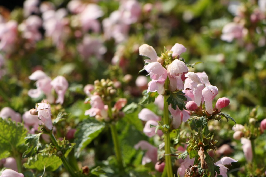 [LAMMPPE] LAMIUM MACULATUM 'PINK PEWTER'