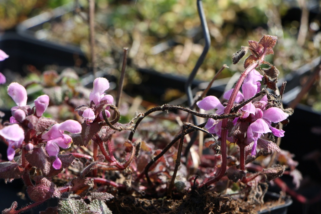 LAMIUM MACULATUM 'ROSEUM'