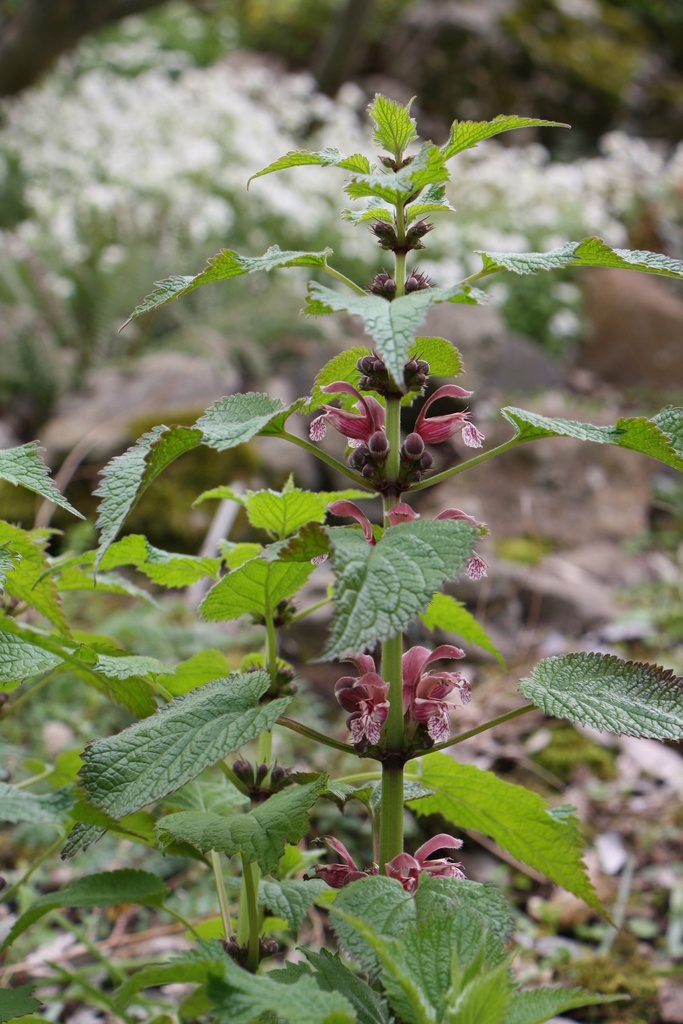 LAMIUM ORVALA