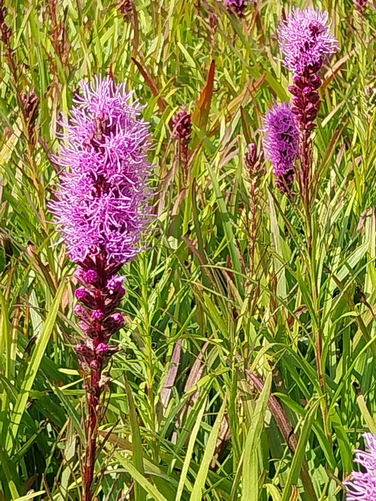 LIATRIS SPICATA 'FLORISTAN VIOLETT'