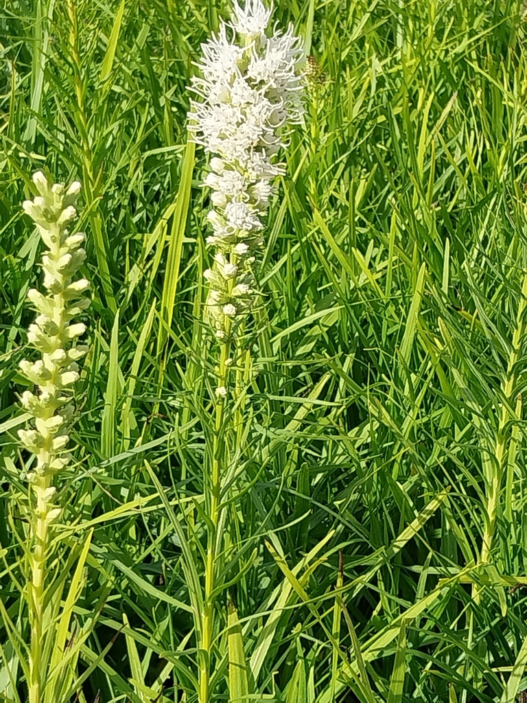 LIATRIS SPICATA 'FLORISTAN WEISS'