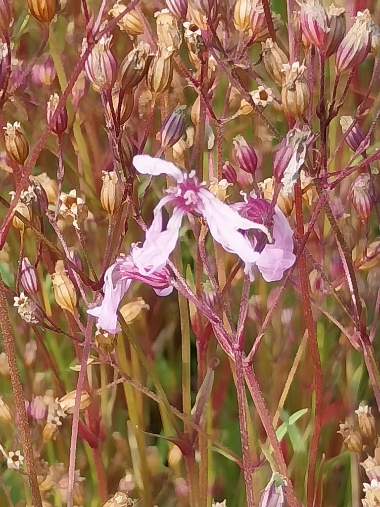 [LYCFCU] LYCHNIS FLOS-CUCULI