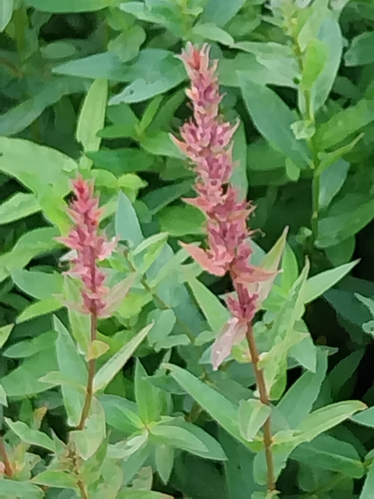 [LYTSAL] LYTHRUM SALICARIA