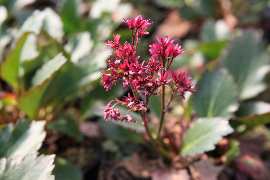 [MUKNFL] MUKGENIA 'NOVA FLAME' (Pot 9 cm)