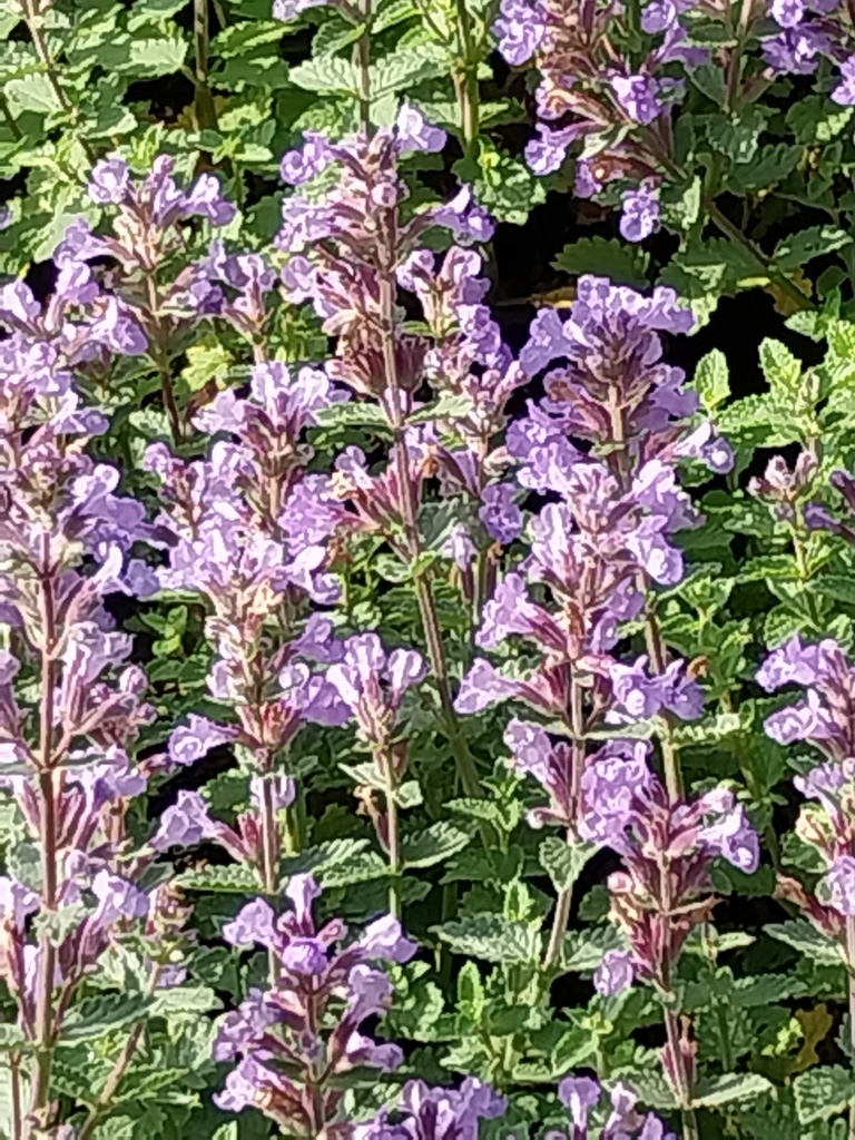 NEPETA FAASSENII 'PURRSIAN BLUE'