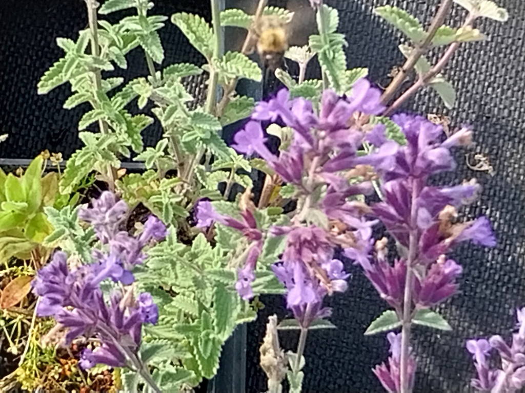 NEPETA FAASSENII 'WALKER'S LOW'