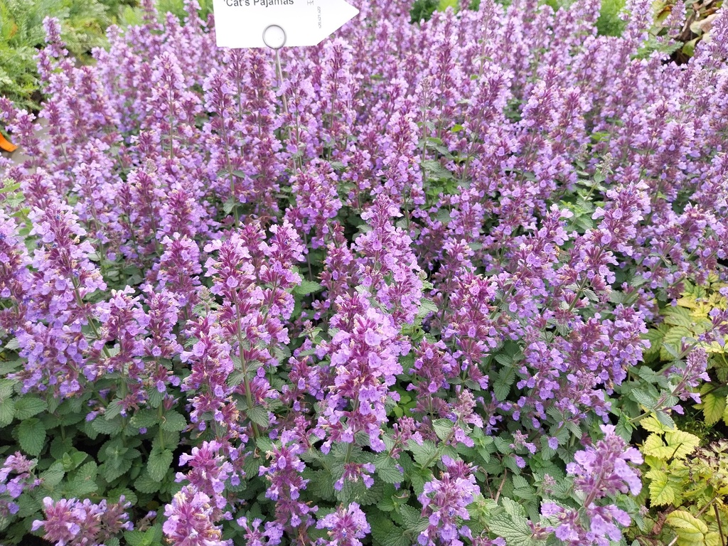 NEPETA HYBRIDE 'CAT'S PAJAMAS'
