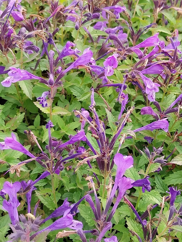 NEPETA SUBSESSILIS 'PURPLE PRELUDE'