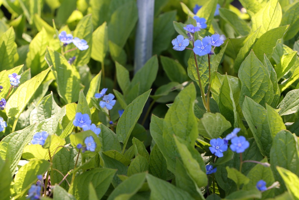 OMPHALODES VERNA