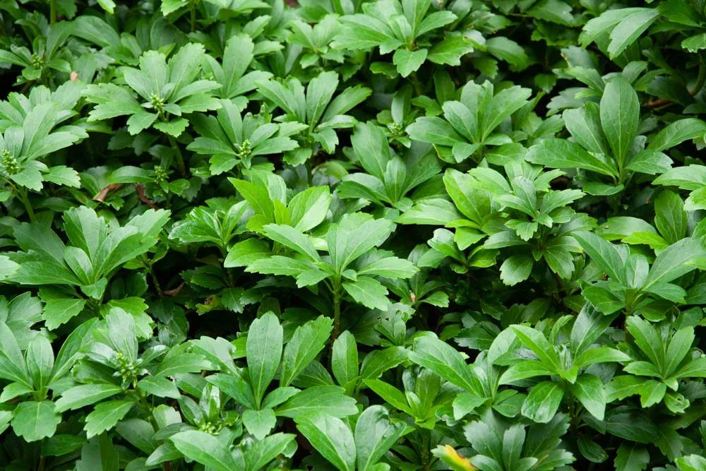 PACHYSANDRA TERMINALIS