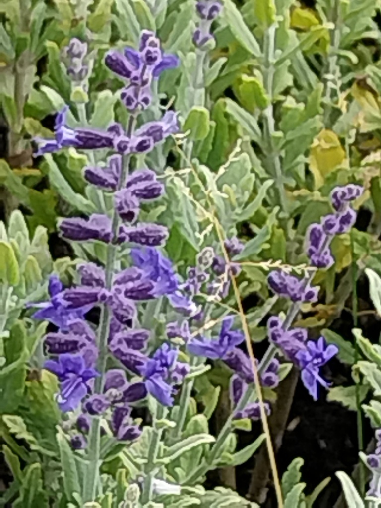 PEROVSKIA ATRIPLICIFOLIA 'BLUE STEEL'