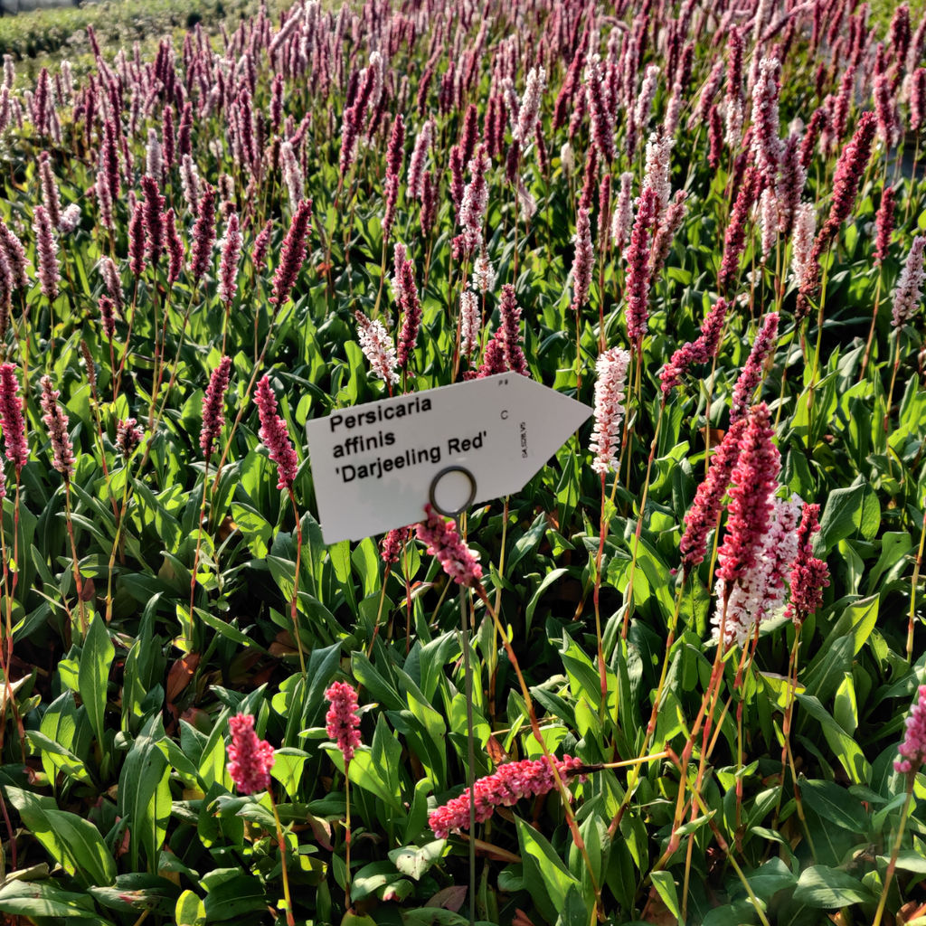 [PERADR] PERSICARIA AFFINIS 'DARJEELING RED'