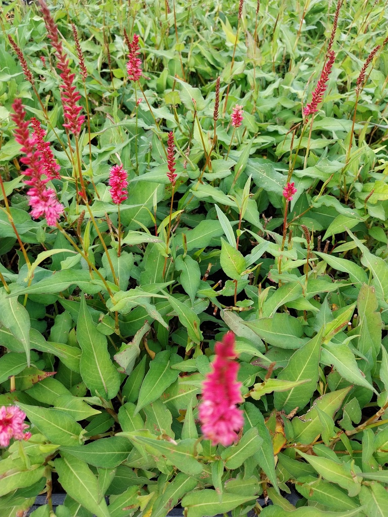 PERSICARIA AMPL 'ORANGOFIELD'