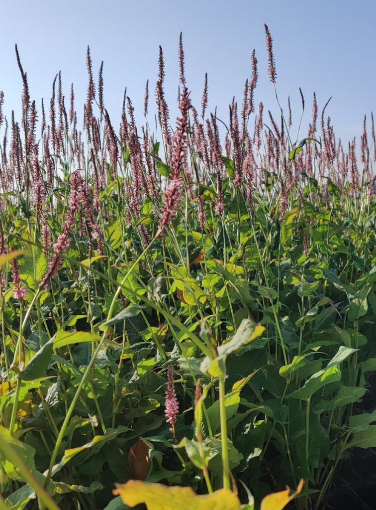 PERSICARIA AMPLEXICAULIS 'ROSEA'