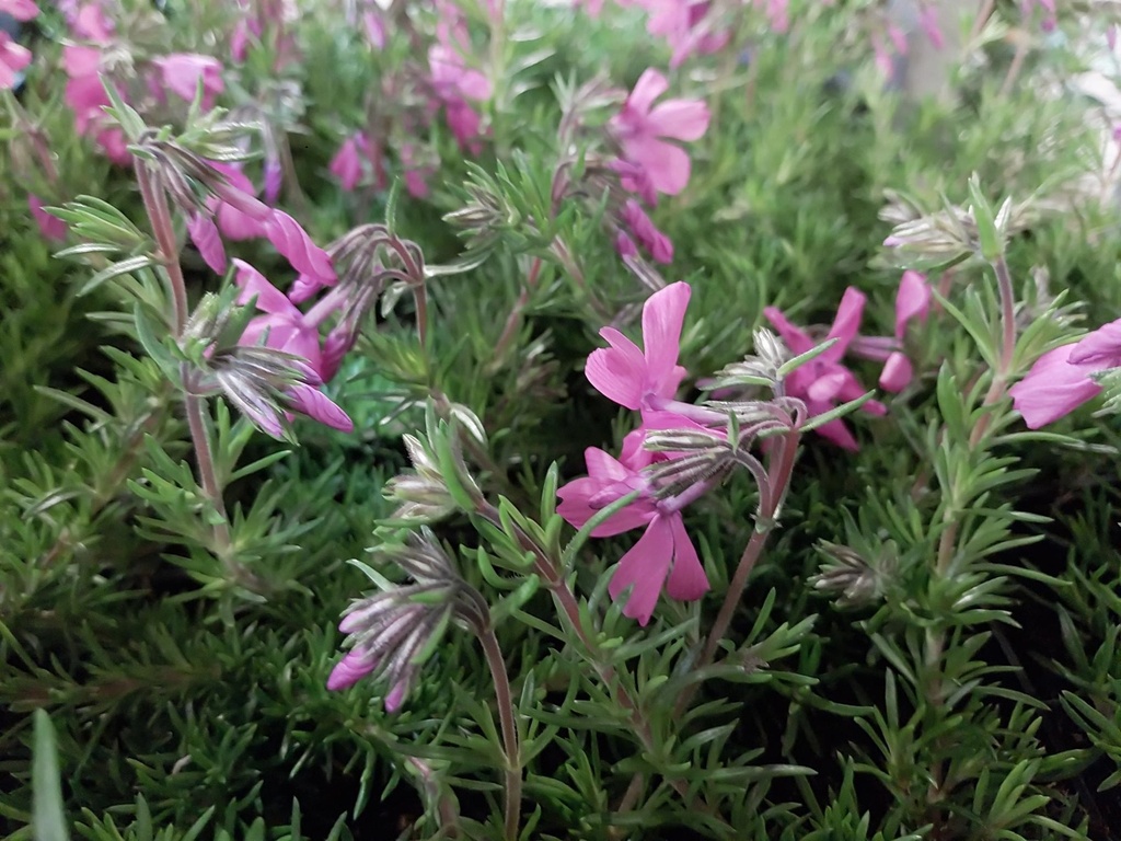 PHLOX SUBULATA 'MACDANIEL'S CUSHION'