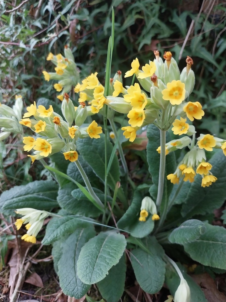 PRIMULA VERIS