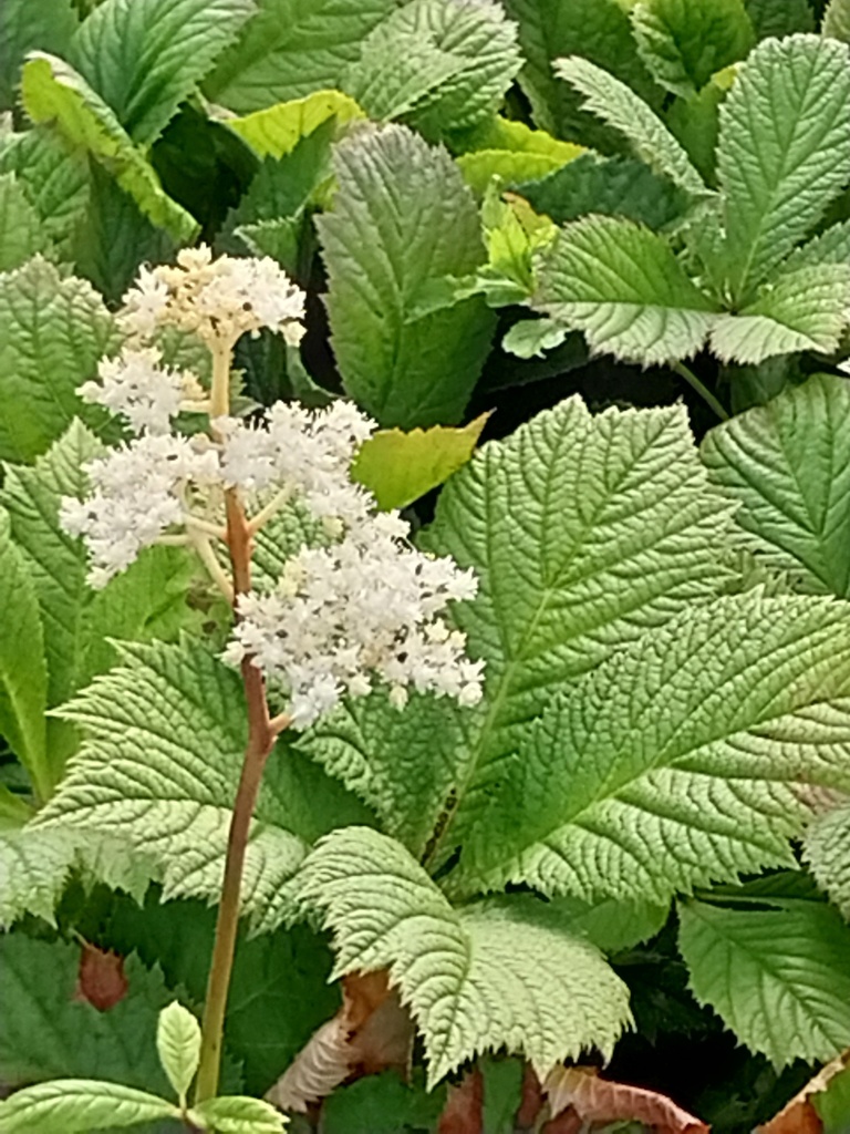 RODGERSIA AESCULIFOLIA
