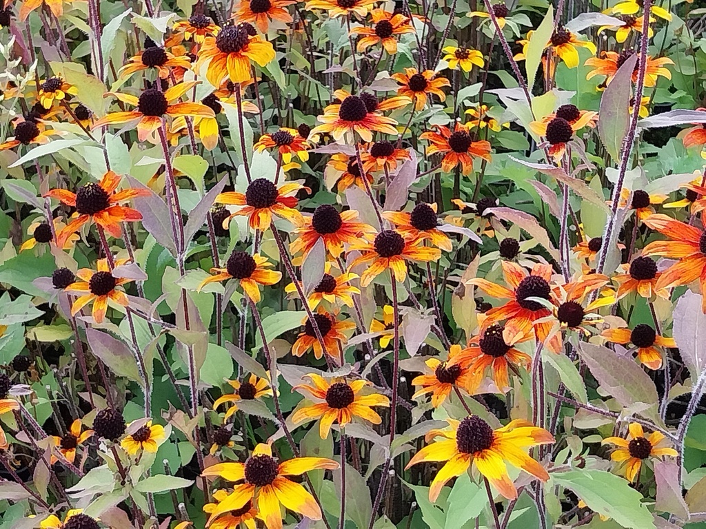RUDBECKIA TRILOBA 'PRAIRIE GLOW'