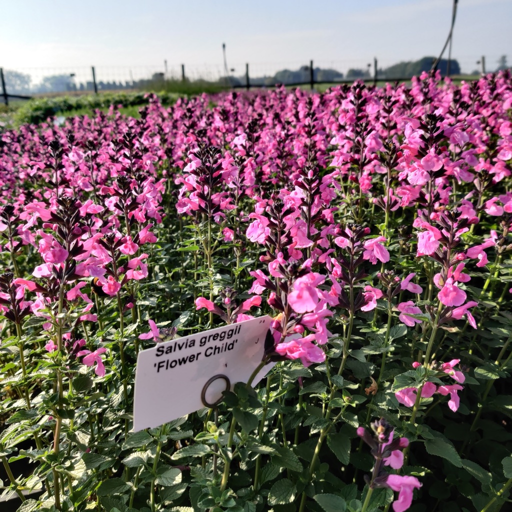 SALVIA GREGGII 'FLOWER CHILD'