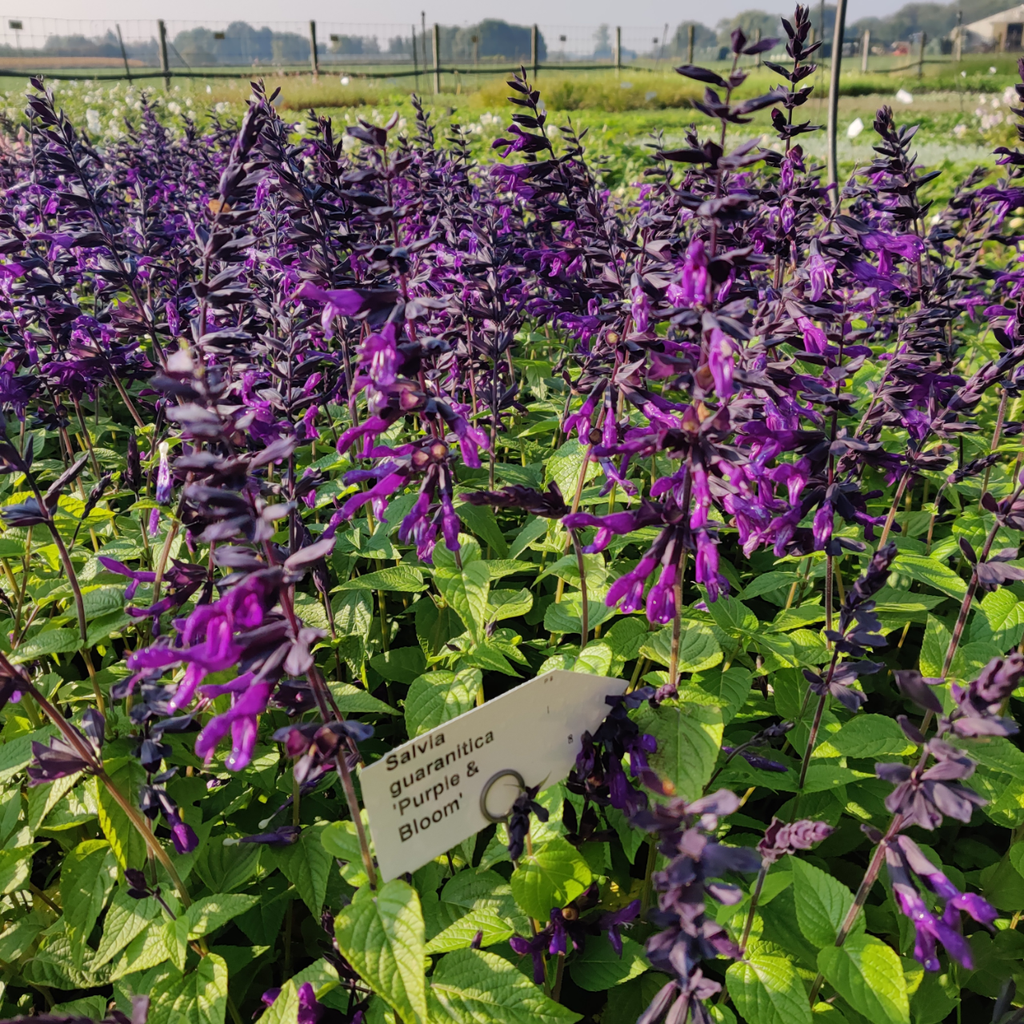 SALVIA GUARANITICA 'PURPLE & BLOOM'