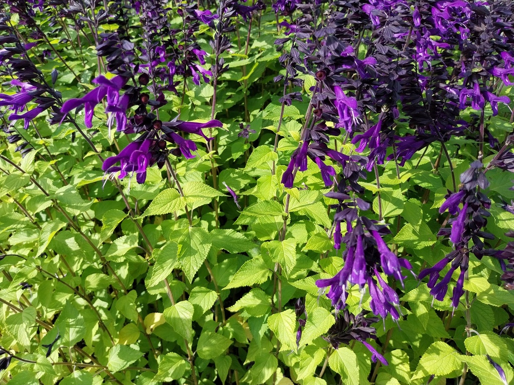 SALVIA HYBRIDE 'AMISTAD'