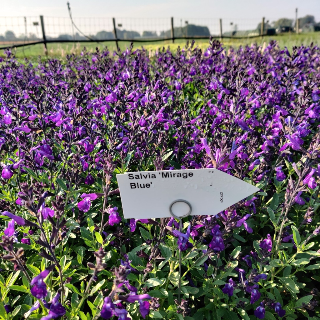 SALVIA 'MIRAGE BLUE'