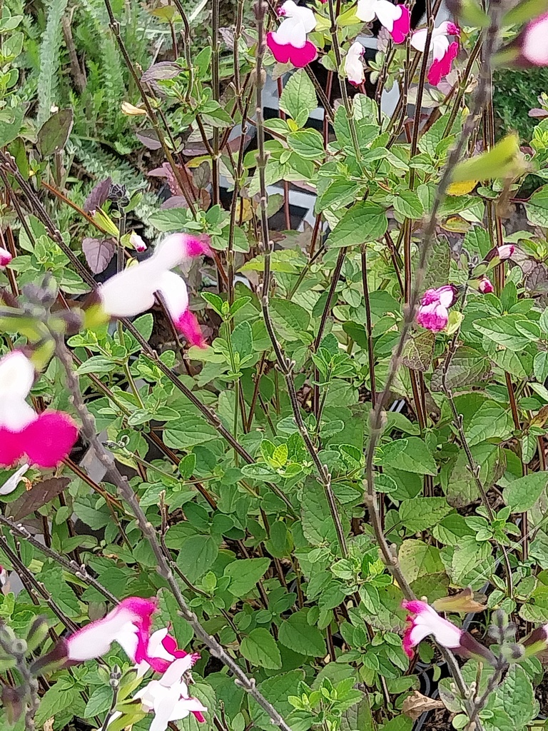 SALVIA MICROPHYLLA 'PINK LIPS'