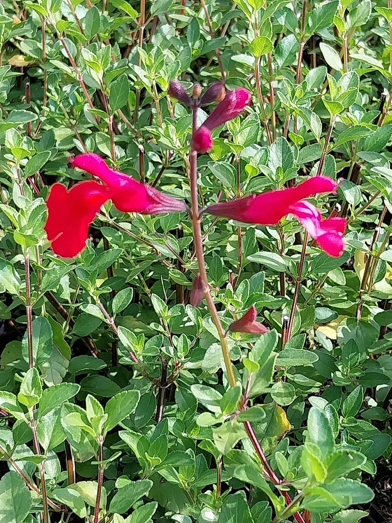 SALVIA MICROPHYLLA 'SUZANNE' R