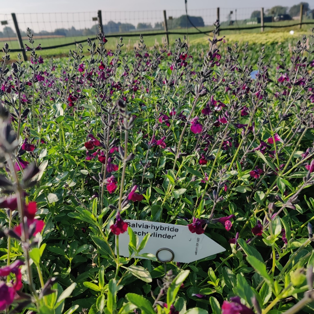 SALVIA HYBRIDE 'NACHTVLINDER'