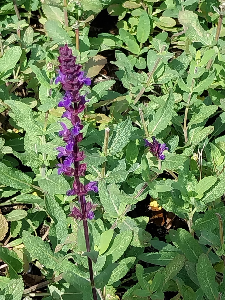 SALVIA NEMOROSA 'CARADONNA'